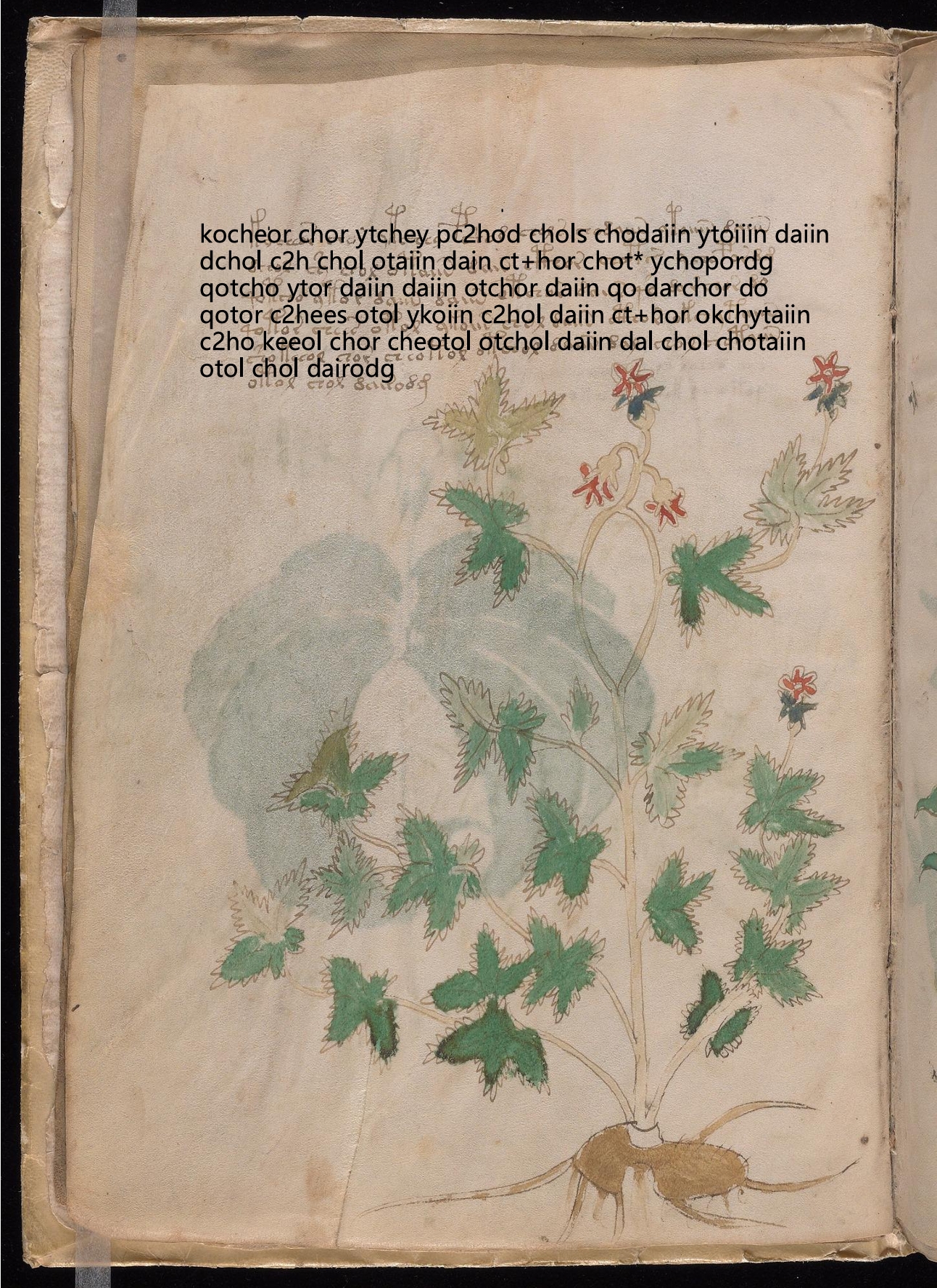 Folio 5v glyph overlay on parchment